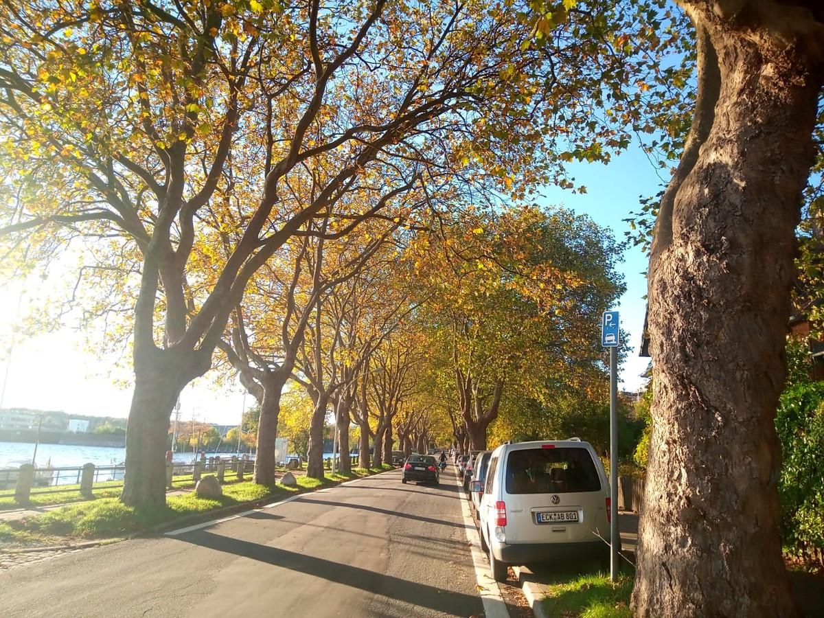 Allee in Holtenau | Foto: BH