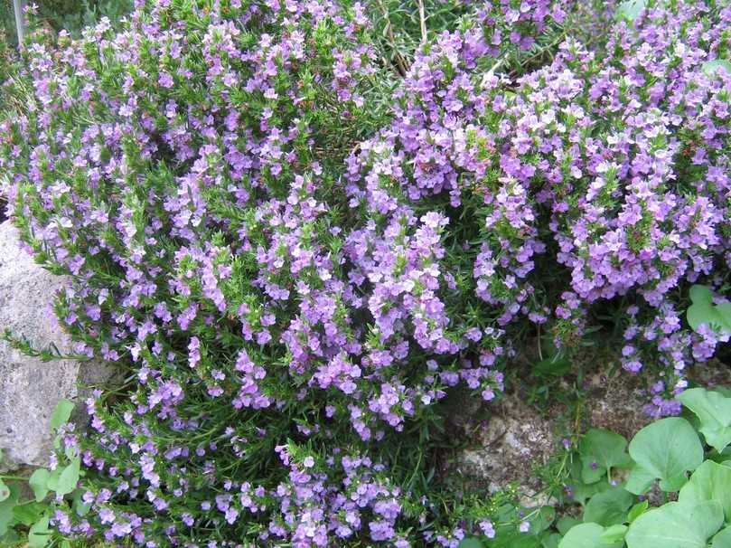 Satureja montana ssp illyrica ist das Zwerg-Berg-Bohnenkraut. Ein wichtiger Spätblüher. | Foto: Staudengärtnerei Gaißmayer Satureja montana ssp illyrica ist das Zwerg-Berg-Bohnenkraut. Ein wichtiger Spätblüher. | Foto: Staudengärtnerei Gaißmayer
