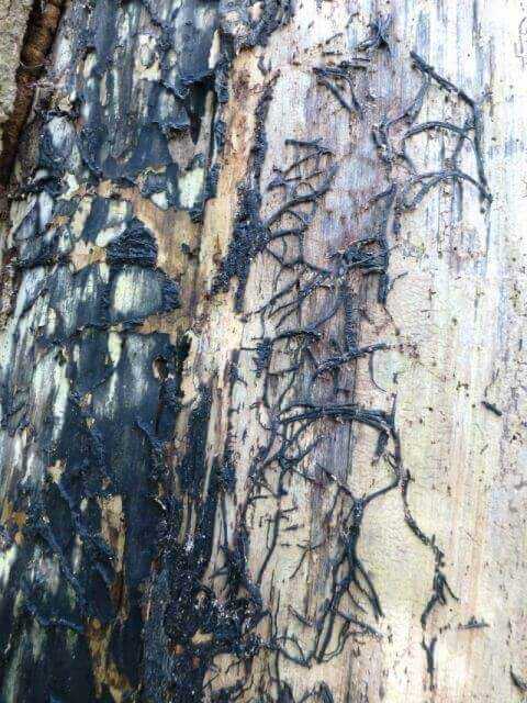 Hallimasch-Arten (z. B. Armillaria mellea) sind in der Lage vorgeschädigte (Trockenheit, Schädlingsbefall…) und somit wenig vitale Gehölze innerhalb kurzer Zeit zu befallen und abzutöten.