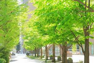 Geld ersetzt keine Bäume: Warum unser Baurecht die Städte aufheizen lässt