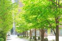 Geld ersetzt keine Bäume: Warum unser Baurecht die Städte aufheizen lässt