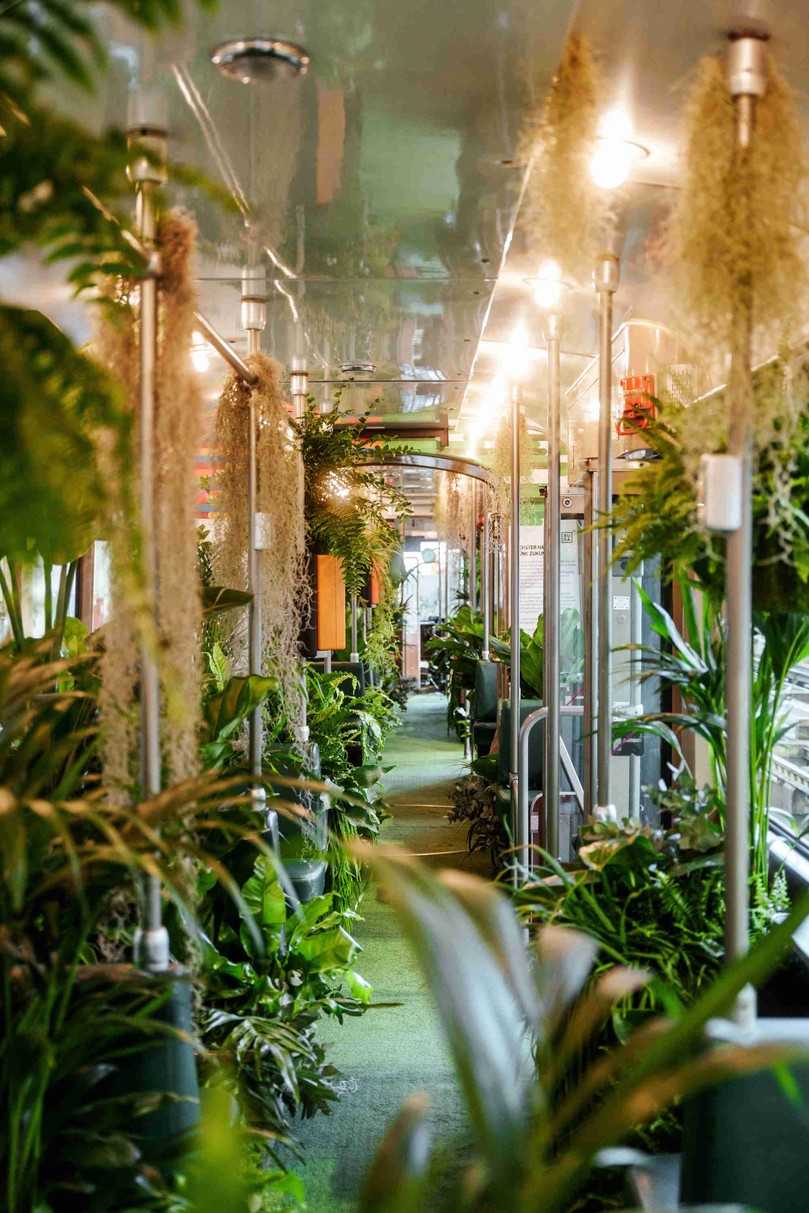 "BuGG-Sonderbegrünung des Jahres 2025“: Der erste Platz wurde an die begrünte Stadtbahn in Mannheim vergeben. | Foto: Blumen Otto "BuGG-Sonderbegrünung des Jahres 2025“: Der erste Platz wurde an die begrünte Stadtbahn in Mannheim vergeben. | Foto: Blumen Otto