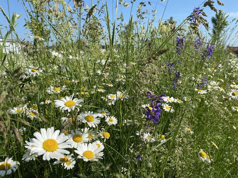 Wildblumenwiesen von Schwab sind langsam wachsende Rasenmischungen, die in verschiedenen Zusammensetzungen erhÀltlich sind. | Foto: Schwab Wildblumenwiesen von Schwab sind langsam wachsende Rasenmischungen, die in verschiedenen Zusammensetzungen erhÀltlich sind. | Foto: Schwab
