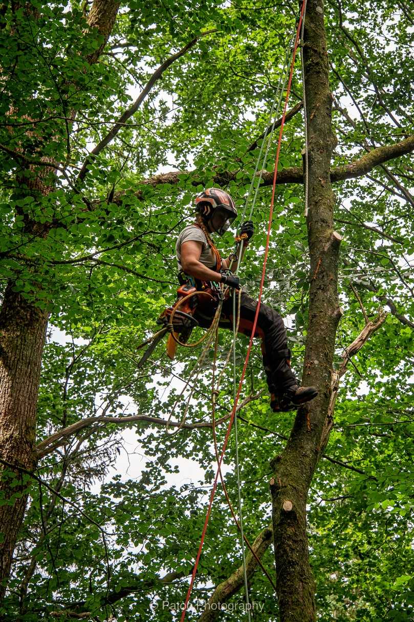 Die anspruchsvolle Arbeit in schwindelerregender Höhe liegt der Baumkletterin. | Foto: Husqvarna Die anspruchsvolle Arbeit in schwindelerregender Höhe liegt der Baumkletterin. | Foto: Husqvarna