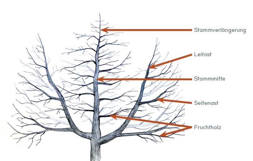 Öschbergkrone, Seitenansicht, schematisch mit Bezeichnung der Elemente. | Foto: Grundler/Grafik B_I