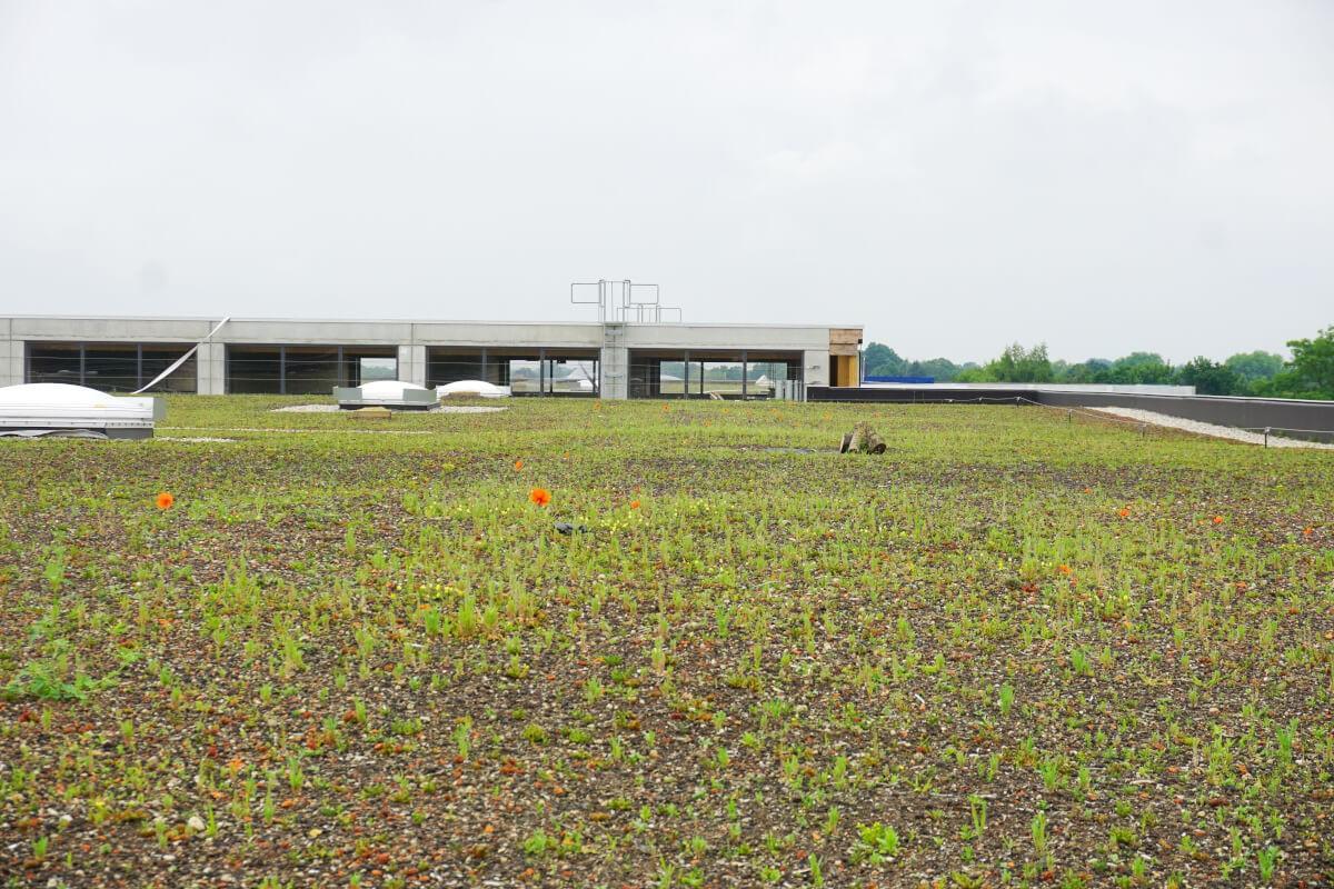 Anfangs finden sich auch einjährige Arten wie zum Beispiel Saat-Mohn auf dem Dach. | Foto: Daniel Jeschke, Hochschule Osnabrück