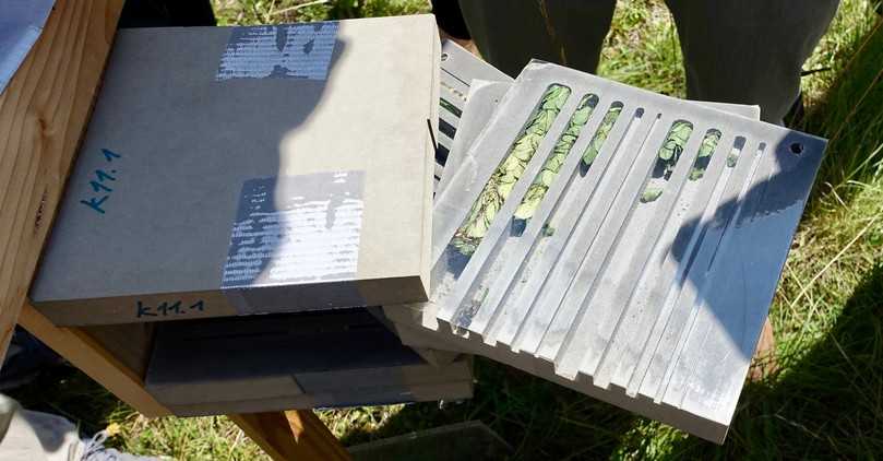 Einblick ins Innere der Wildbienen-Nisthilfe. | Foto: bs Einblick ins Innere der Wildbienen-Nisthilfe. | Foto: bs