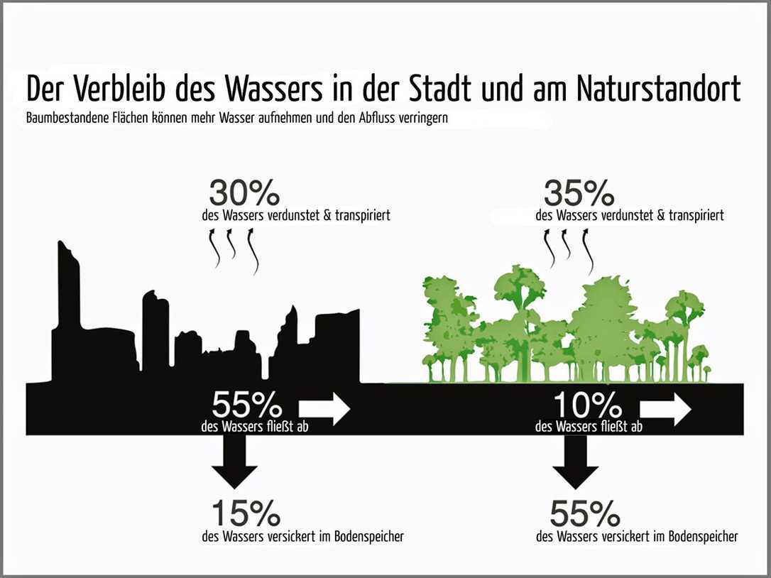 Wasser muss zum Baum - und dann? Wasser muss zum Baum - und dann?