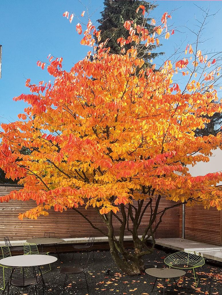Kleine Gätrten können sich zu kleinen Oasen entwickeln. | Foto: Callwey