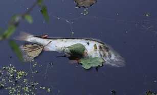 Gefährliche Rattengifte in Fischen nachgewiesen