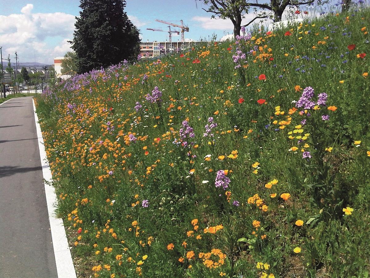 Böschung nachdem sie mit dem SpeedyGreener begrünt wurde. / Foto: Christophe Lignier, EURO-TEC