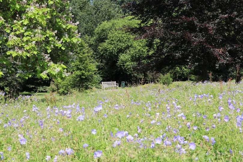 Eine blühende, artenreiche Wiese – das Ergebnis des Hohenheimer Wiesenmahd-Versuchs. | Foto: Melina Fritz