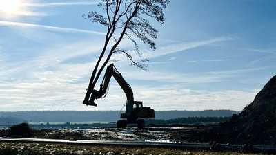 1.200 gefällte Bäume in einer Woche