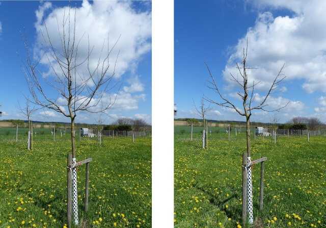 5-jähriger Apfelbaum vor (links) und nach dem Schnitt (rechts). | Fotos: Michael Grolm 5-jähriger Apfelbaum vor (links) und nach dem Schnitt (rechts). | Fotos: Michael Grolm