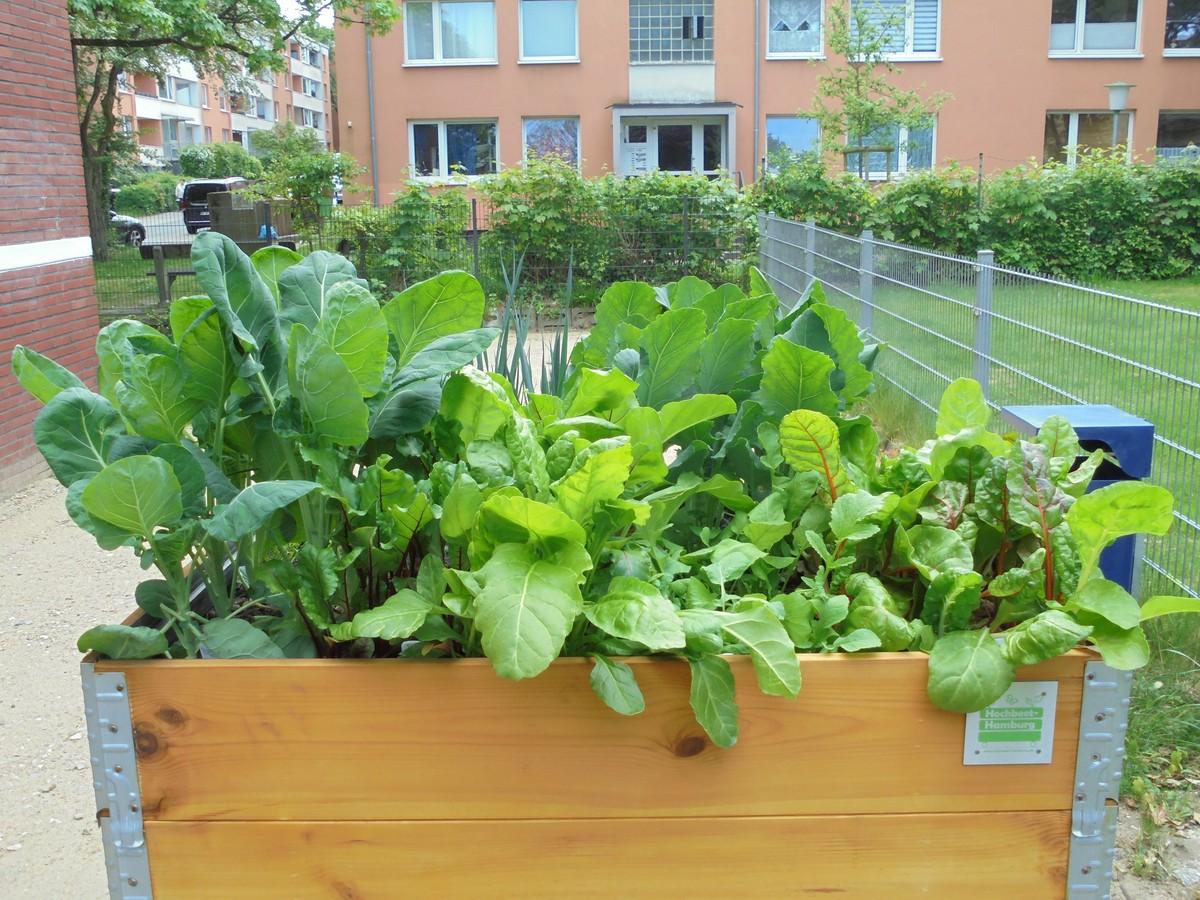 Reiche Ernte im Hochbeet. | Foto: Hochbeet Hamburg
