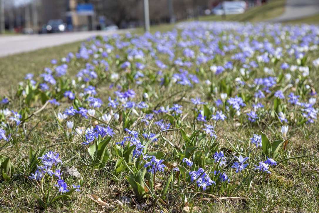 Die richtigen Samen und Zwiebeln in der Klimakrise Die richtigen Samen und Zwiebeln in der Klimakrise