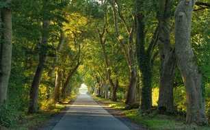 Warum Deutschlands alte Alleen unersetzbar sind