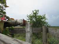 Anschläge auf Bäume – mit Sägen oder Gift