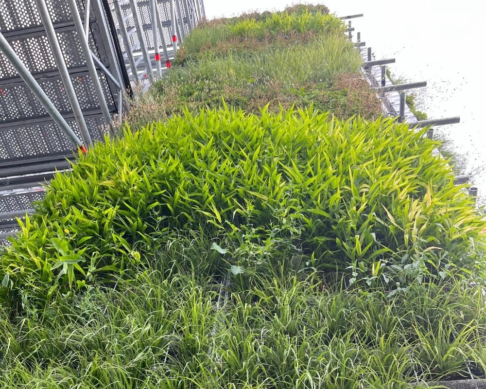 Fassadenbegrünungen schaffen zusätzliche Vegetationsflächen, verbessern das Mikroklima und bieten neue Gestaltungsmöglichkeiten auf engem Raum. | Foto: beeotopia