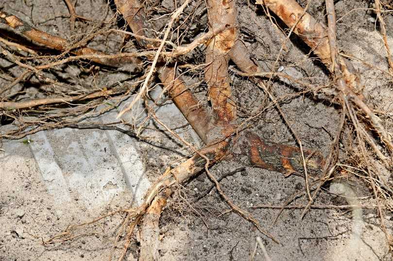 Fast wie ein altrömischer Dreizack: Baumwurzeln wachsen in Richtung Abwasserrohr | Foto: IKT Fast wie ein altrömischer Dreizack: Baumwurzeln wachsen in Richtung Abwasserrohr | Foto: IKT