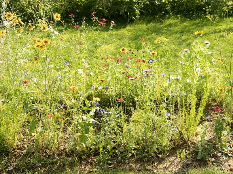 Während etwa 4 von 10 Gartenbesitzern auf einen ordentlichen Rasen Wert legen, fördern etwa genauso viele der Befragten die biologische Vielfalt. | Foto: KD BUSCH.COM Während etwa 4 von 10 Gartenbesitzern auf einen ordentlichen Rasen Wert legen, fördern etwa genauso viele der Befragten die biologische Vielfalt. | Foto: KD BUSCH.COM