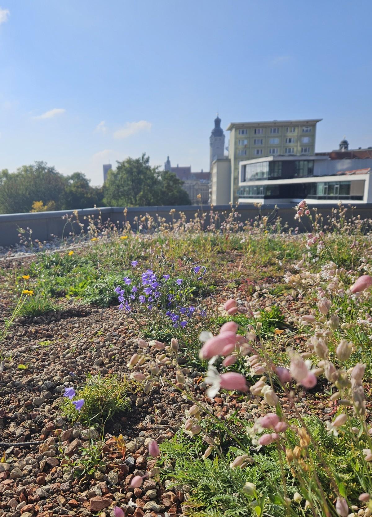 Das rosafarbene Taubenkropf-Leimkraut (Silene vulgaris) und die Rundblättrige Glockenblume (Campanula rotundifolia) mit ihren lila Blüten gehören zur „Leipziger Gründachmischung“. | Foto: Zinco