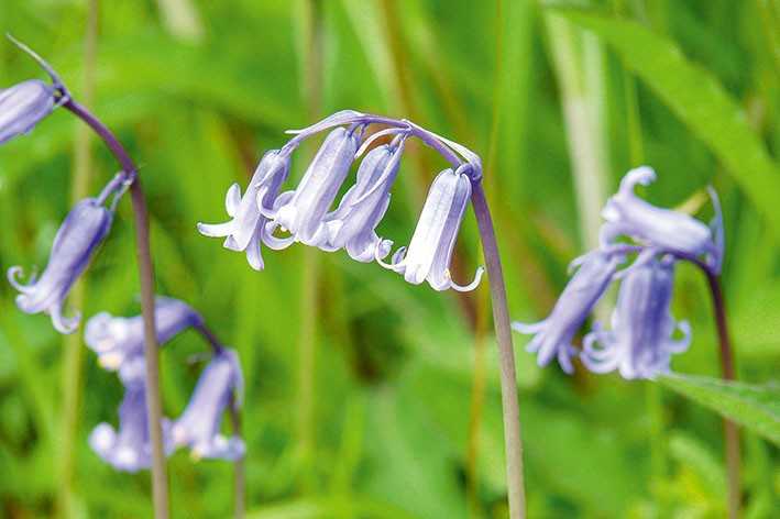 Die Bluebell dient in England als beliebter Parfumduft. | Foto: Callwey Die Bluebell dient in England als beliebter Parfumduft. | Foto: Callwey