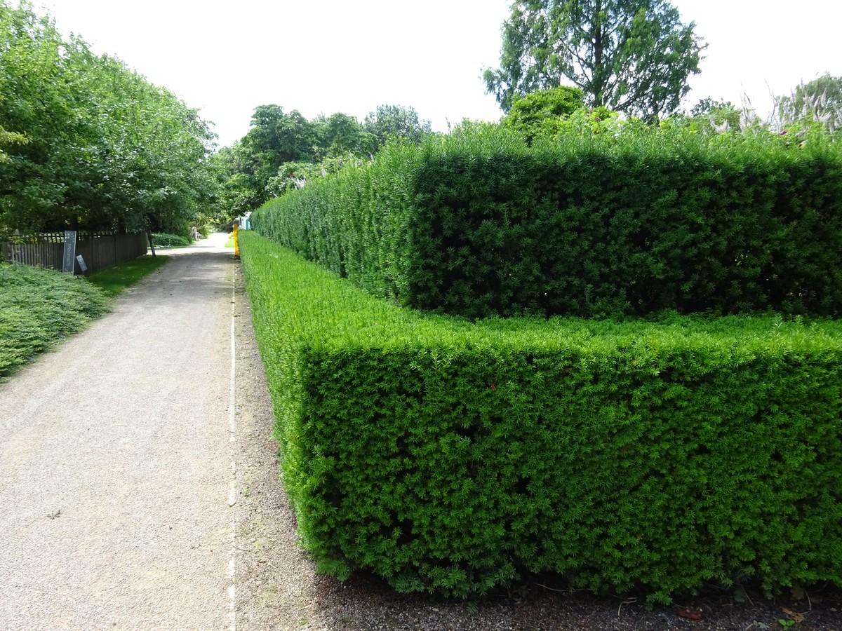 Immergrün und heimisch ist die Eibe (Taxus baccata). | Foto: Anke Müller/LWK Niedersachsen