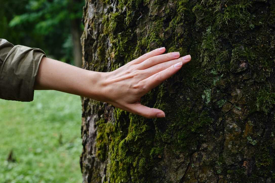 Baumschutzfachliche Baubegleitung: Neuer Fachbericht