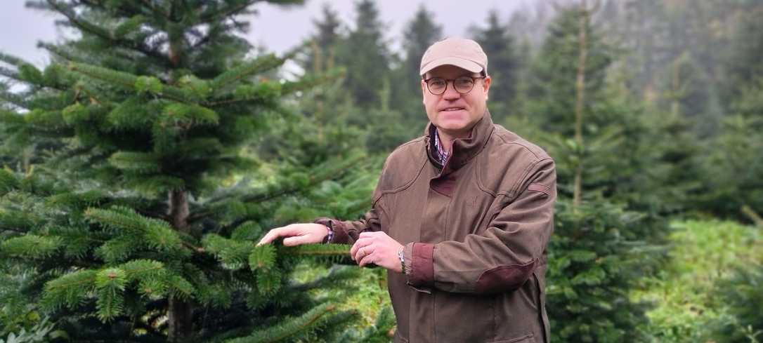 Weihnachtsbäume: Darum sind Nordmanntannen der Renner Weihnachtsbäume: Darum sind Nordmanntannen der Renner