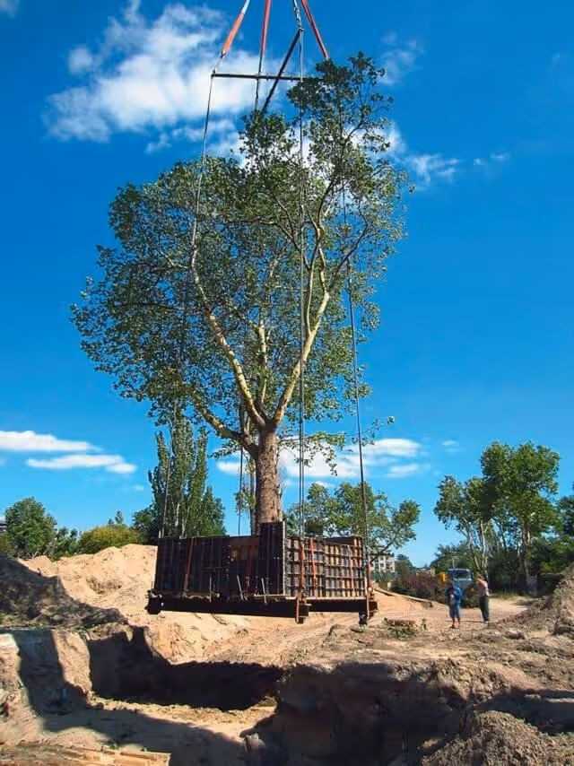 Ein Kran hebt die erstellte Stützkonstruktion zusammen mit dem Baum, Gesamtgewicht 140 t, an den neuen Standort bzw. auf den Tieflader zum Abtransport. | Foto: Küster Ein Kran hebt die erstellte Stützkonstruktion zusammen mit dem Baum, Gesamtgewicht 140 t, an den neuen Standort bzw. auf den Tieflader zum Abtransport. | Foto: Küster