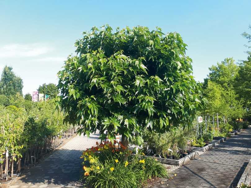 Morus platanifolia (Platanenblättriger Maulbeerbaum) könnte auch bei uns zum Zukunftsbaum werden | Foto: Foto: Klaus Körber / LWG Veitshöchheim Morus platanifolia (Platanenblättriger Maulbeerbaum) könnte auch bei uns zum Zukunftsbaum werden | Foto: Foto: Klaus Körber / LWG Veitshöchheim