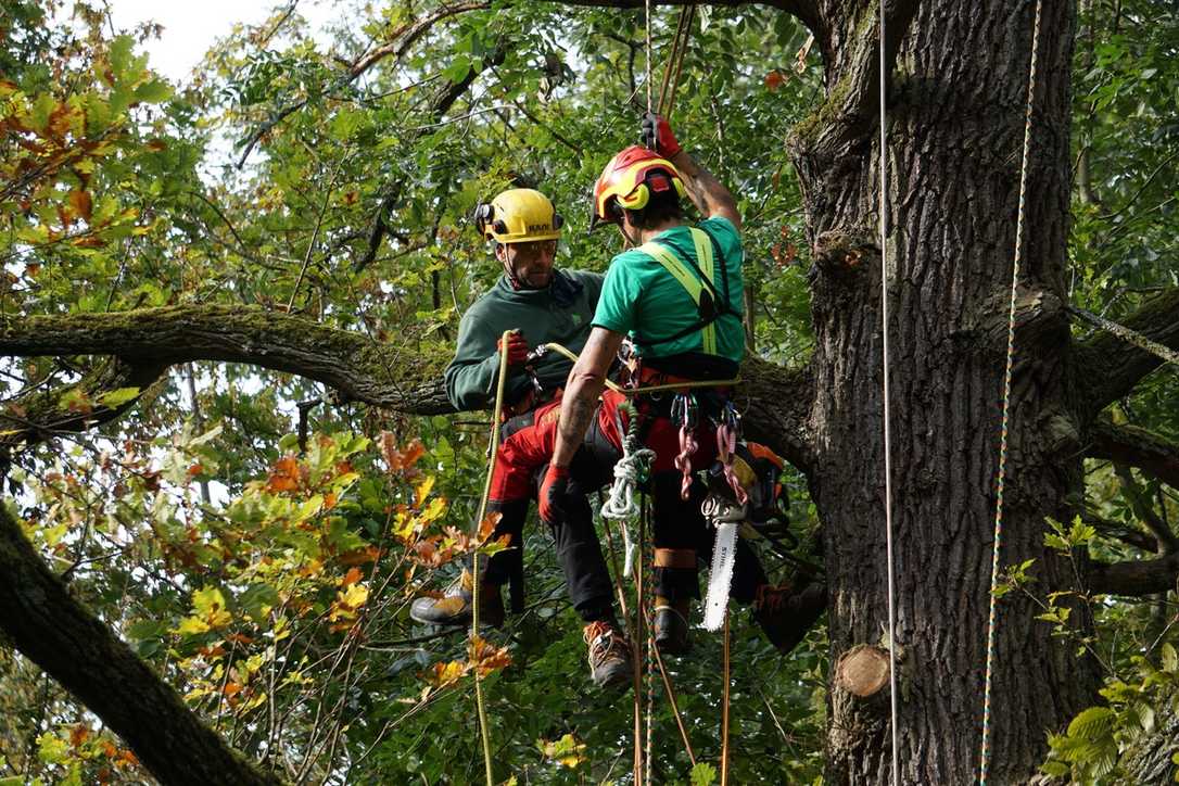 Bäume vor den Herbststürmen sichern: Mit einem Gurtsystem spart man den Kettensägeneinsatz Bäume vor den Herbststürmen sichern: Mit einem Gurtsystem spart man den Kettensägeneinsatz