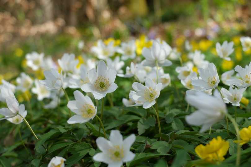 Im neuen Piko-Park in Berlin-Reinickendorf wurden unter anderem Buschwindröschen gepflanzt. Die Frühjahrsblüher bieten Wildbienen schon früh im Jahr Nahrung. | Foto: Stiftung für Mensch und Umwelt/Müller