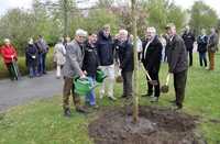 Sonniges Plätzchen für die Echte Mehlbeere im Park der Gärten