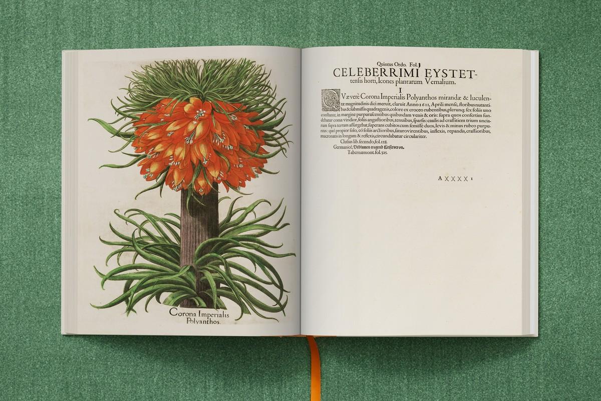 Rosafarbene Stockrose mit gefüllten Blüten, Weiß blühende Stockrose mit gefüllten Blüten | Foto: TASCHEN / Bibliothek des Bischöflichen Seminars Eichstätt/Universitätsbibliothek Rosafarbene Stockrose mit gefüllten Blüten, Weiß blühende Stockrose mit gefüllten Blüten | Foto: TASCHEN / Bibliothek des Bischöflichen Seminars Eichstätt/Universitätsbibliothek