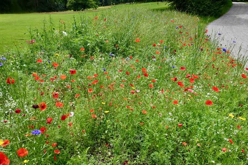 Für die bienenfreundlichen, einjährigen Blühwiesen und Blütensäume verwendet Florian Eska regionales Saatgut von Rieger und Hofmann. Der Golfclub unterhält eine eigene Imkerei. | Foto: bs Für die bienenfreundlichen, einjährigen Blühwiesen und Blütensäume verwendet Florian Eska regionales Saatgut von Rieger und Hofmann. Der Golfclub unterhält eine eigene Imkerei. | Foto: bs