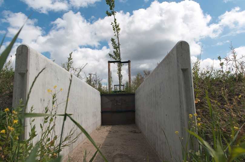 In einem Neubaugebiet in Almere nahe Amsterdam wurden in einem Feldversuch entlang zweier Leitungen zehn Bäume gepflanzt, deren Wurzeln unter Beobachtung stehen. An zwei Stellen wurden Glasscheiben eingebaut, sodass man den Wurzeln tatsächlich beim Wachsen zusehen kann. | Foto: IKT In einem Neubaugebiet in Almere nahe Amsterdam wurden in einem Feldversuch entlang zweier Leitungen zehn Bäume gepflanzt, deren Wurzeln unter Beobachtung stehen. An zwei Stellen wurden Glasscheiben eingebaut, sodass man den Wurzeln tatsächlich beim Wachsen zusehen kann. | Foto: IKT