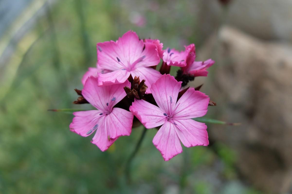 Kartäuser Nelke | Foto: B_I MEDIEN