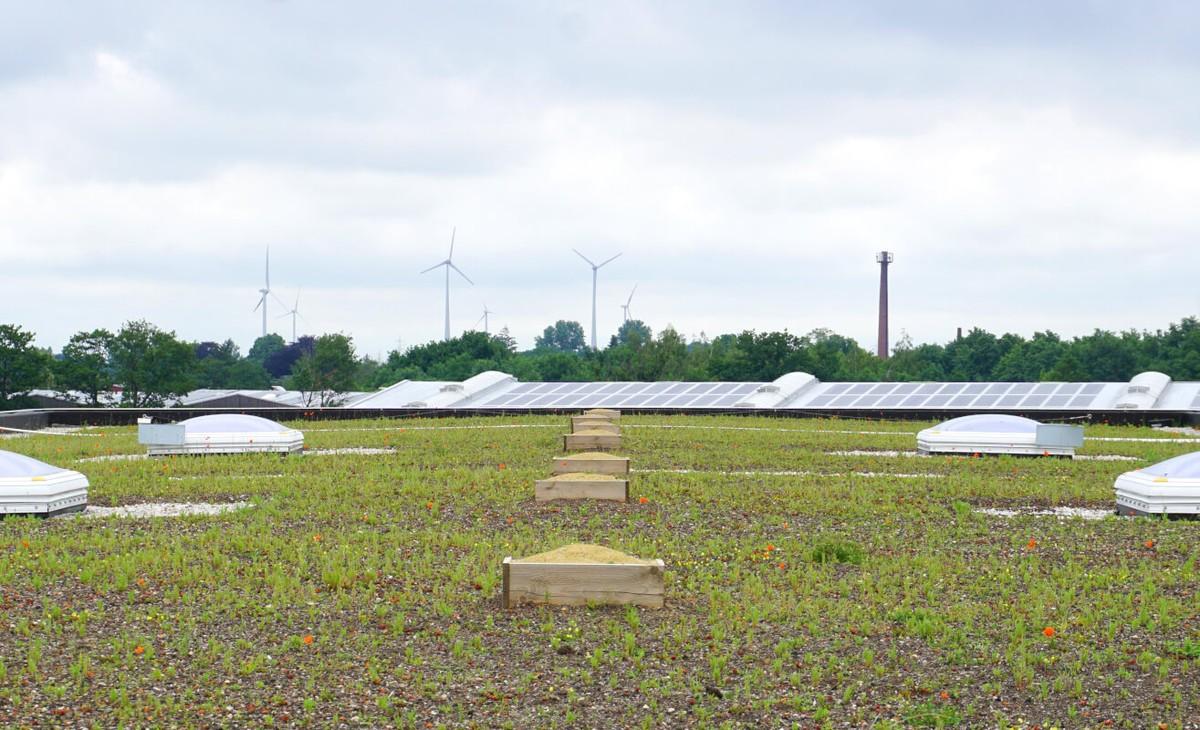 Mit dem Frühling beginnt die Vegetationsperiode und zartes Grün kommt zum Vorschein. | Foto: Daniel Jeschke, Hochschule Osnabrück