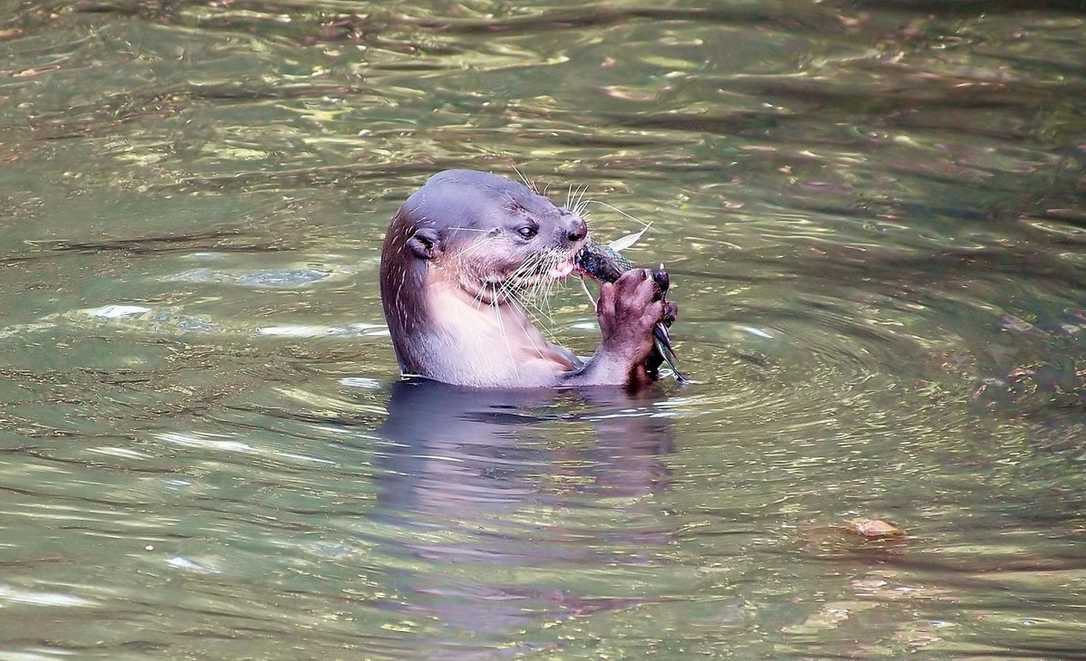 Rattengifte in der Nahrungskette: Giftstoffe in Fischottern nachgewiesen Rattengifte in der Nahrungskette: Giftstoffe in Fischottern nachgewiesen