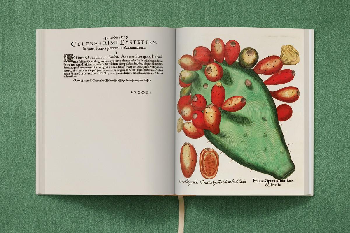 Blattglied und Früchte des Feigenkaktus | Foto: TASCHEN / Bibliothek des Bischöflichen Seminars Eichstätt/Universitätsbibliothek Blattglied und Früchte des Feigenkaktus | Foto: TASCHEN / Bibliothek des Bischöflichen Seminars Eichstätt/Universitätsbibliothek
