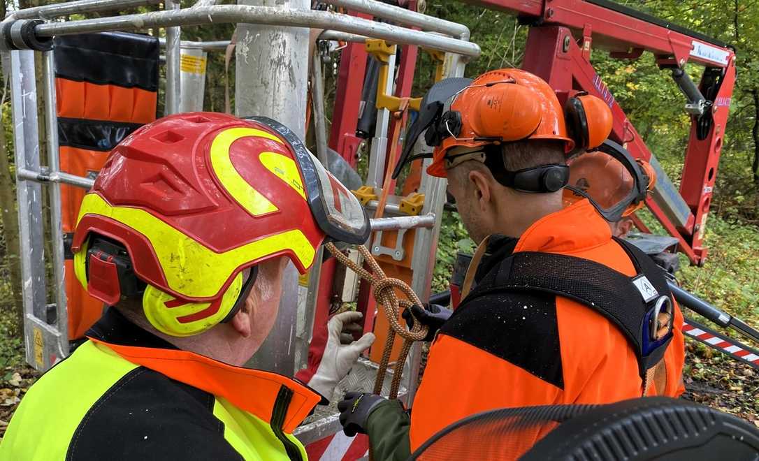 Baumschnitt sicher ausführen Baumschnitt sicher ausführen