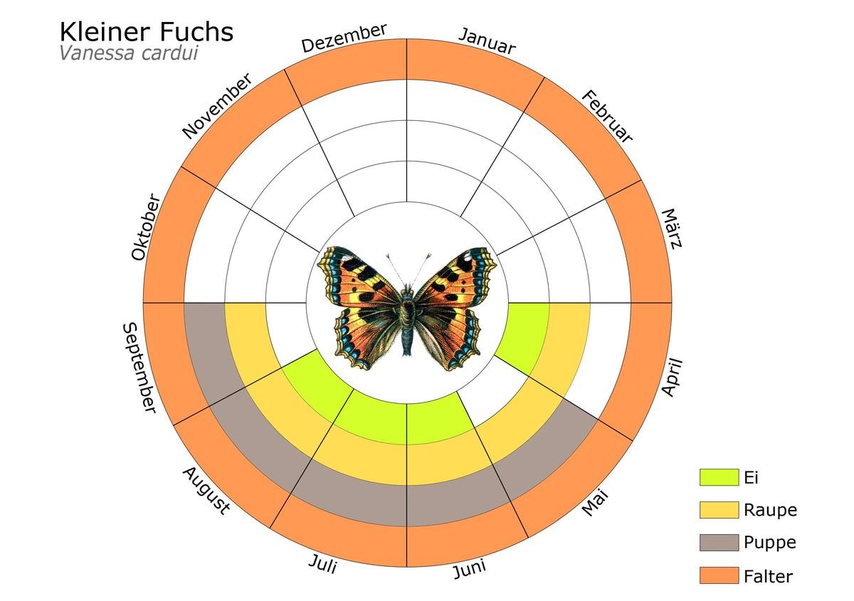 Phänogramm – Diagramm mit Entwicklungsstadien – des Kleinen Fuchs. | Foto: Stiftung für Mensch und Umwelt/Dominik Jentzsch 