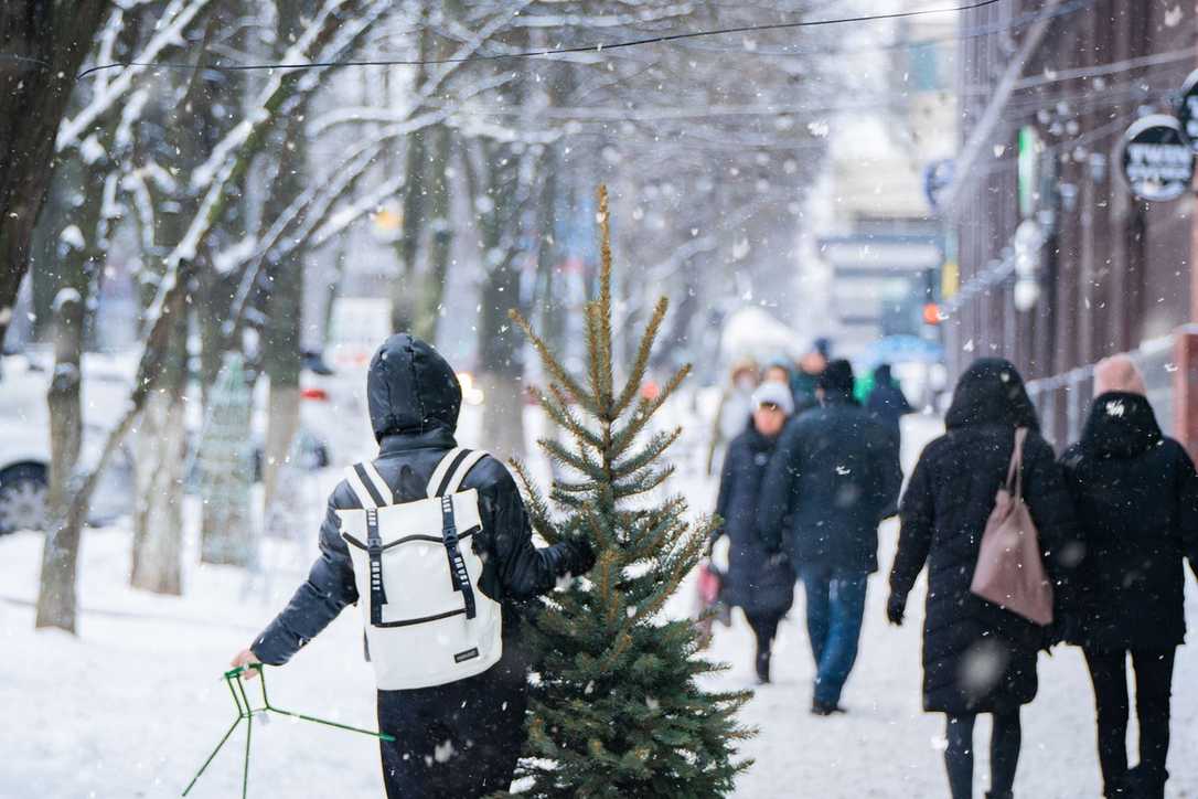 Weihnachtsbaum: Klein und nachhaltig liegt im Trend Weihnachtsbaum: Klein und nachhaltig liegt im Trend